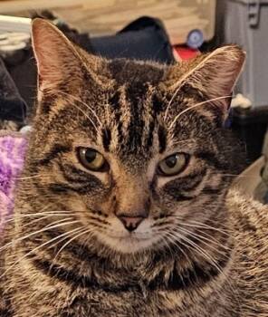 Rescue Tabby Cats for Adoption in Biloxi, Mississippi - Belle De Catio | PetCurious