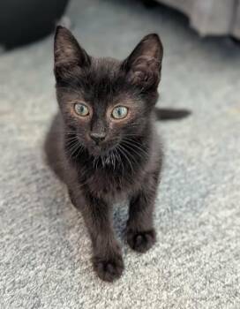 VICTORIA -  Domestic Short Hair Cat for Adoption in Kent, Washington - VICTORIA | PetCurious