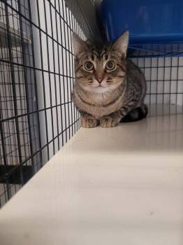 Needle -  Domestic Short Hair Cat for Adoption in Republic, Missouri - Needle | PetCurious