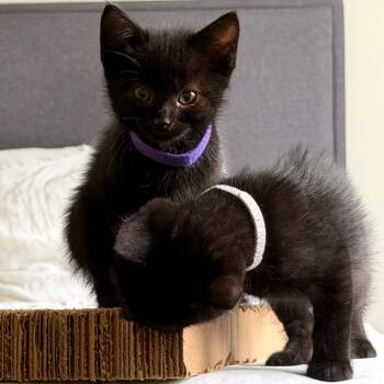 Barnacle -  Domestic Short Hair Cat for Adoption in Woodinville, Washington - Barnacle | PetCurious