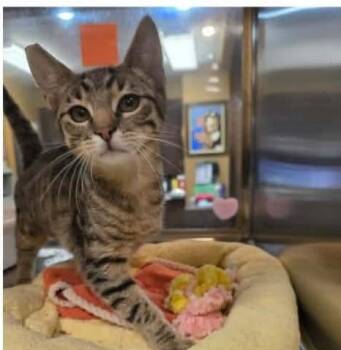Pebbles -  Tabby Cat for Adoption in North Berwick, Maine - Pebbles | PetCurious