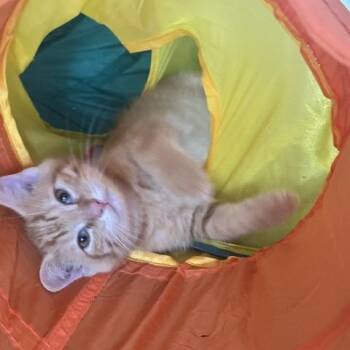 Joey -  Domestic Short Hair Cat for Adoption in Fairfax Station, Virginia - Joey | PetCurious