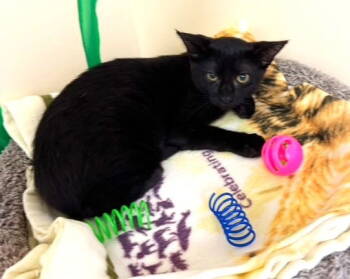 Rescue Domestic Short Hair Cats for Adoption in Seal Beach, California - Kitten Wednesday | PetCurious