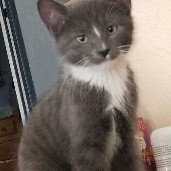 Rescue Tuxedo Cats for Adoption in Delta, Colorado - Baxter*- | PetCurious