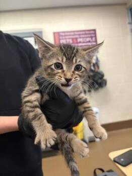 Bob -  Domestic Short Hair Cat for Adoption in Wichita, Kansas - Bob | PetCurious
