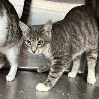 Person of Interest -  Domestic Short Hair Cat for Adoption in Carencro, Louisiana - Person Of Interest | PetCurious