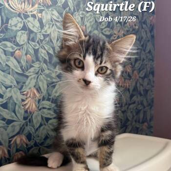 Squirtle -  Domestic Medium Hair Cat for Adoption in Clayton, California - Squirtle | PetCurious