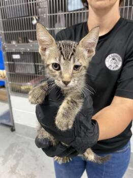 LIME -  Domestic Short Hair Cat for Adoption in Albuquerque, New Mexico - LIME | PetCurious