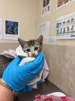 Leila -  Domestic Short Hair Cat for Adoption in Honolulu, Hawaii - Leila | PetCurious