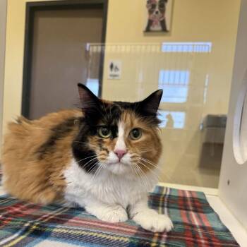 Domestic Long Hair Cats Available for Adoption in Beaumont, Texas - Jaz | PetCurious