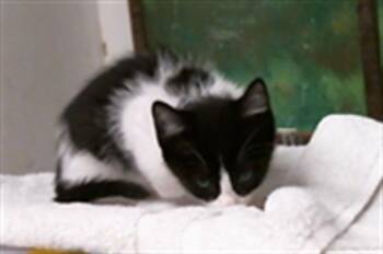 SAFFRON -  Domestic Short Hair Cat for Adoption in Houston, Texas - SAFFRON | PetCurious