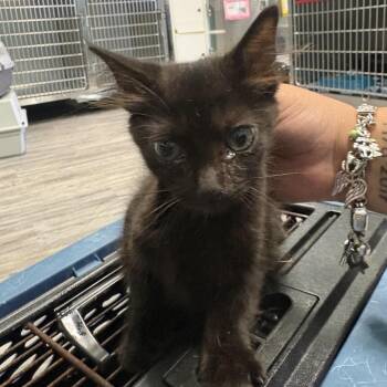 Clemmie_2_3_4_5_6_7_8_9_10 -  Domestic Short Hair Cat for Adoption in Lake Jackson, Texas - Clemmie_2_3_4_5_6_7_8_9_10 | PetCurious