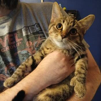 Toebi -  Extra Toes Cat Hemingway Polydactyl Cat for Adoption in Winchester, Virginia - Toebi | PetCurious