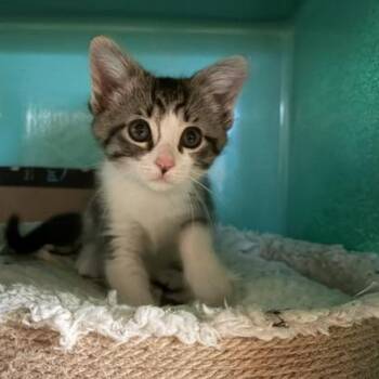 Lucy -  Tabby Cat Available for Adoption in Midland, Michigan - Lucy | PetCurious