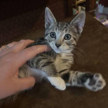 Domestic Short Hair Cats Available for Adoption in Stockton, California - Beasley INDOOR ONLY | PetCurious