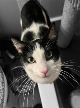 Domestic Short Hair Cats Available for Adoption in Chandler, Arizona - Louie Jungle | PetCurious