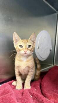 Domestic Short Hair Cats Available for Adoption in Honolulu, Hawaii - Garfield | PetCurious