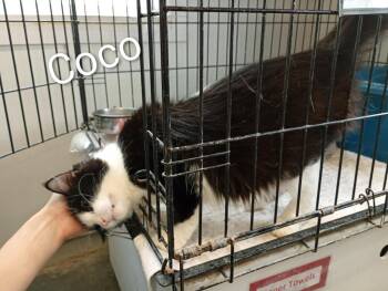 Coco -  Domestic Medium Hair Cat for Adoption in Saint James, Minnesota - Coco | PetCurious