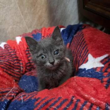 Lark -  Domestic Short Hair and Russian Blue Cat for Adoption in Mastic, New York - Lark | PetCurious