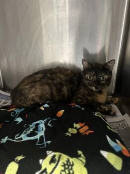 Domestic Short Hair Cats Available for Adoption in Stockton, California - MORTY THE TORTIE | PetCurious