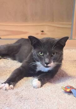 Gryason -  Domestic Short Hair Cat for Adoption in Pearland, Texas - Gryason | PetCurious