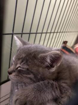 Darwin -  Domestic Short Hair Cat for Adoption in Cortland, New York - Darwin | PetCurious