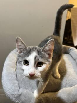 Rescue Domestic Short Hair Cats for Adoption in Loveland, Ohio - Chessie | PetCurious
