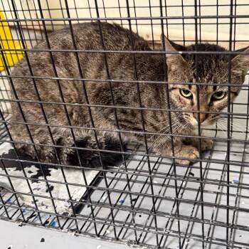 TUSC-Wildlife-85173 -  Domestic Short Hair Cat for Adoption in Tuscaloosa, Alabama - TUSC-Wildlife-85173 | PetCurious