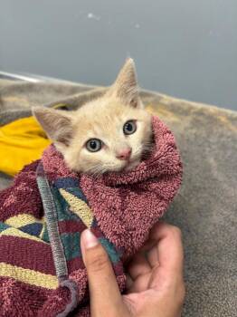 Halibut -  Domestic Short Hair Cat for Adoption in Bloomington, Indiana - Halibut | PetCurious