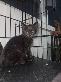 Rescue Domestic Medium Hair Cats for Adoption in West Mifflin, Pennsylvania - Stoli | PetCurious