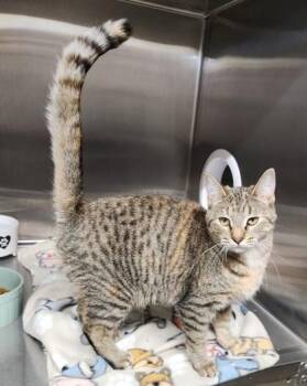 Rescue Domestic Short Hair Cats for Adoption in Butte, Montana - Ella | PetCurious