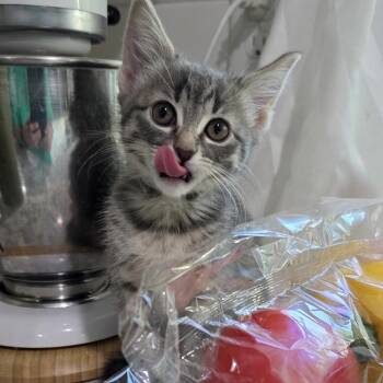 Domestic Short Hair Cats Available for Adoption in Normal, Illinois - Clover | PetCurious