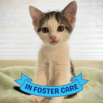 ROSIE -  Domestic Short Hair Cat for Adoption in Tallahassee, Florida - ROSIE | PetCurious