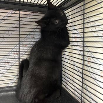 West -  Domestic Short Hair Cat for Adoption in Binghamton, New York - West | PetCurious