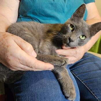Tessica -  Russian Blue Cat for Adoption in Mount Vernon, Arkansas - Tessica | PetCurious