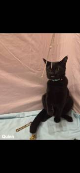 Quinn -  Domestic Short Hair Cat for Adoption in Dalworthington Gardens, Texas - Quinn | PetCurious