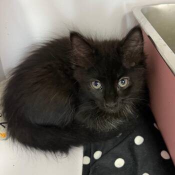 Ulna -  Domestic Medium Hair Cat for Adoption in Dayton, Ohio - Ulna | PetCurious