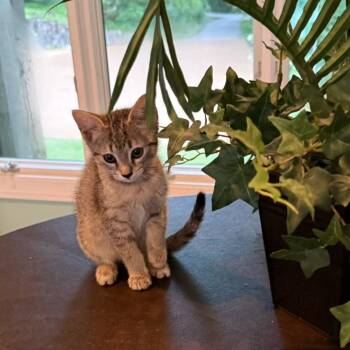 Domestic Short Hair Cats Available for Adoption in Chattanooga, Tennessee - Ragu | PetCurious