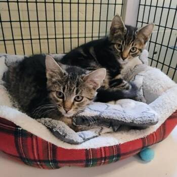 Domestic Short Hair Cats Available for Adoption in Braintree, Massachusetts - Colin & Benedict - Two Sweet Brothers Ready For Their Forever Ho | PetCurious