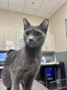 SMOKESCREEN -  Domestic Short Hair Cat for Adoption in Las Vegas, Nevada - SMOKESCREEN | PetCurious