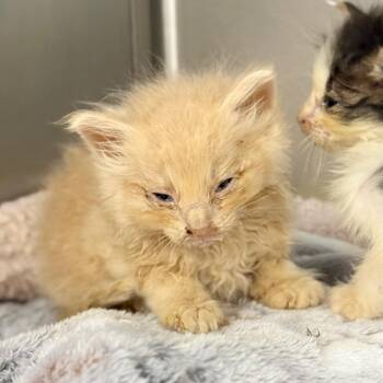 Odysseus -  Domestic Long Hair Cat for Adoption in Spring Hill, Kansas - Odysseus | PetCurious