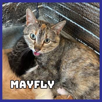Domestic Short Hair Cats Available for Adoption - Mayfly | PetCurious