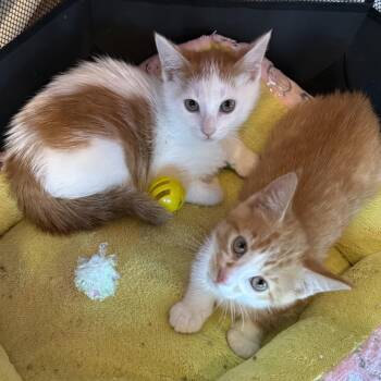 Peanut Butter and Jam -  Domestic Short Hair Cat for Adoption in Bellmawr, New Jersey - Peanut Butter And Jam | PetCurious