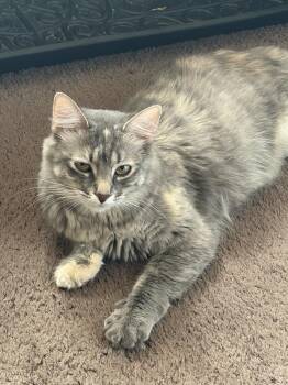 Mozzarella -  Domestic Long Hair Cat for Adoption in Wheaton, Illinois - Mozzarella | PetCurious