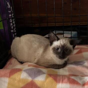 Siamese and Domestic Short Hair Cats Available for Adoption - Cortina | PetCurious