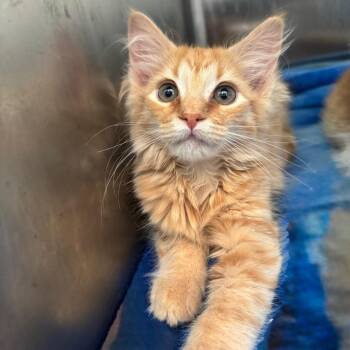 Millie -  Domestic Long Hair Cat for Adoption in Asheville, North Carolina - Millie | PetCurious