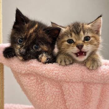 Margo and Rita -  Domestic Short Hair Cat for Adoption in Pontiac, Michigan - Margo And Rita | PetCurious