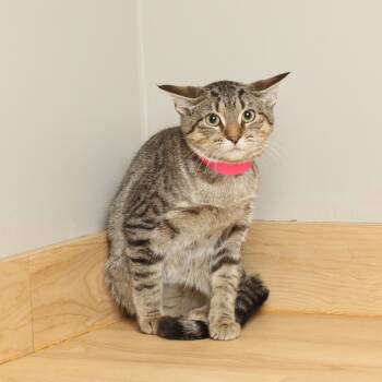 Rescue Domestic Short Hair Cats for Adoption in Minnetonka, Minnesota - Plants C66288 | PetCurious