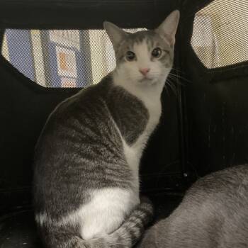 Rescue American Shorthair Cats for Adoption in Galveston, Texas - Alvin | PetCurious