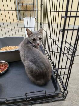 Winnie -  Domestic Short Hair Cat for Adoption in Shelbyville, Tennessee - Winnie | PetCurious